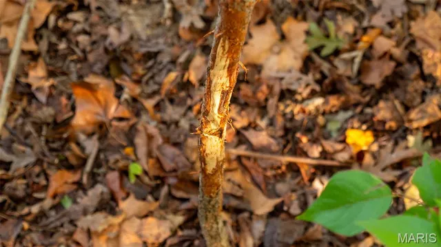 $1,275,000 | 0 Country Farm Road, Beaufort, MO 63013