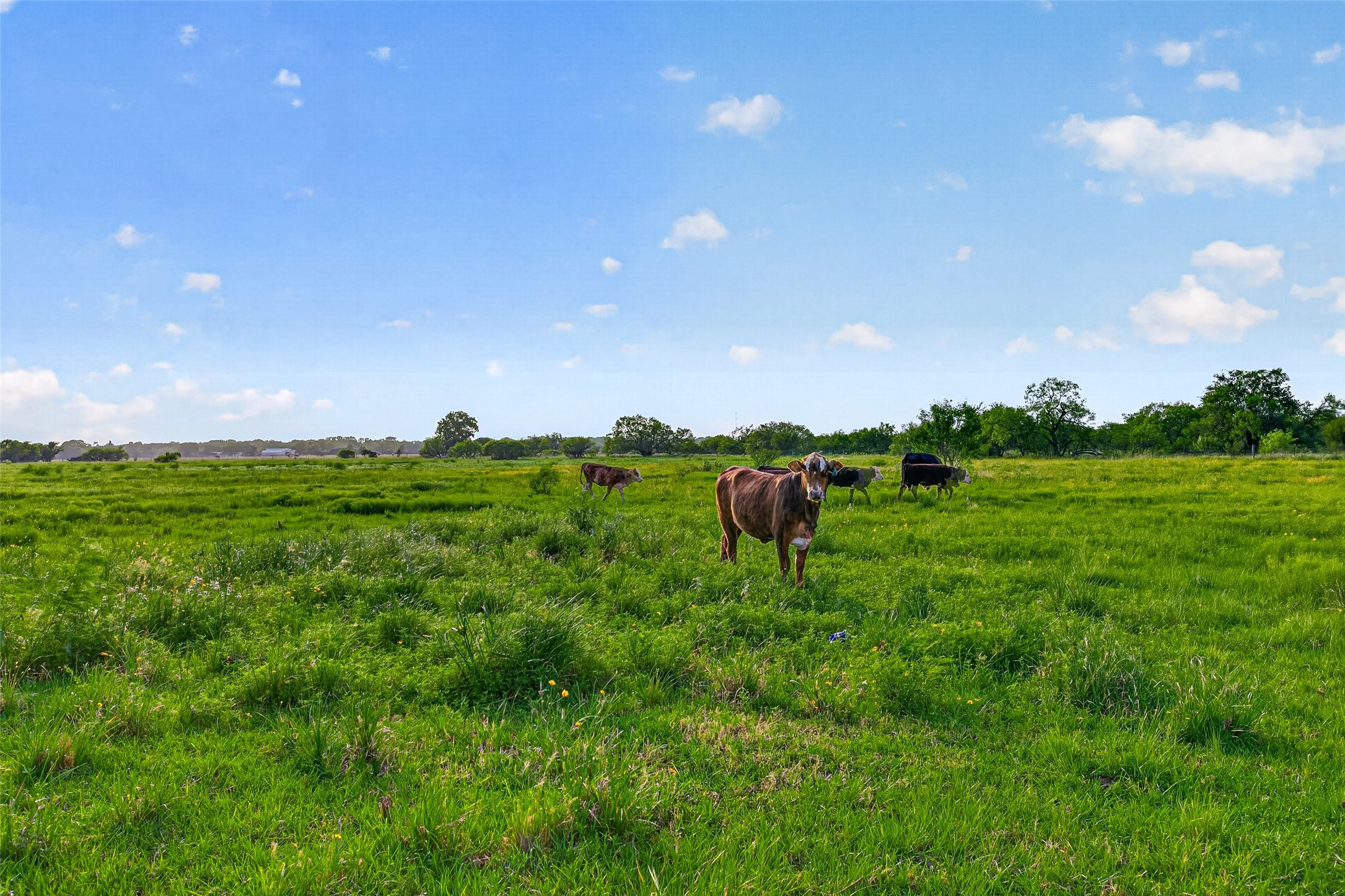 13506 Moody Road Needville, TX 77461 - Photo 30 of 36 Cattle grazing the back acreage
