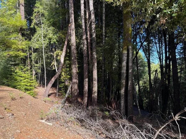 a view of a forest with trees
