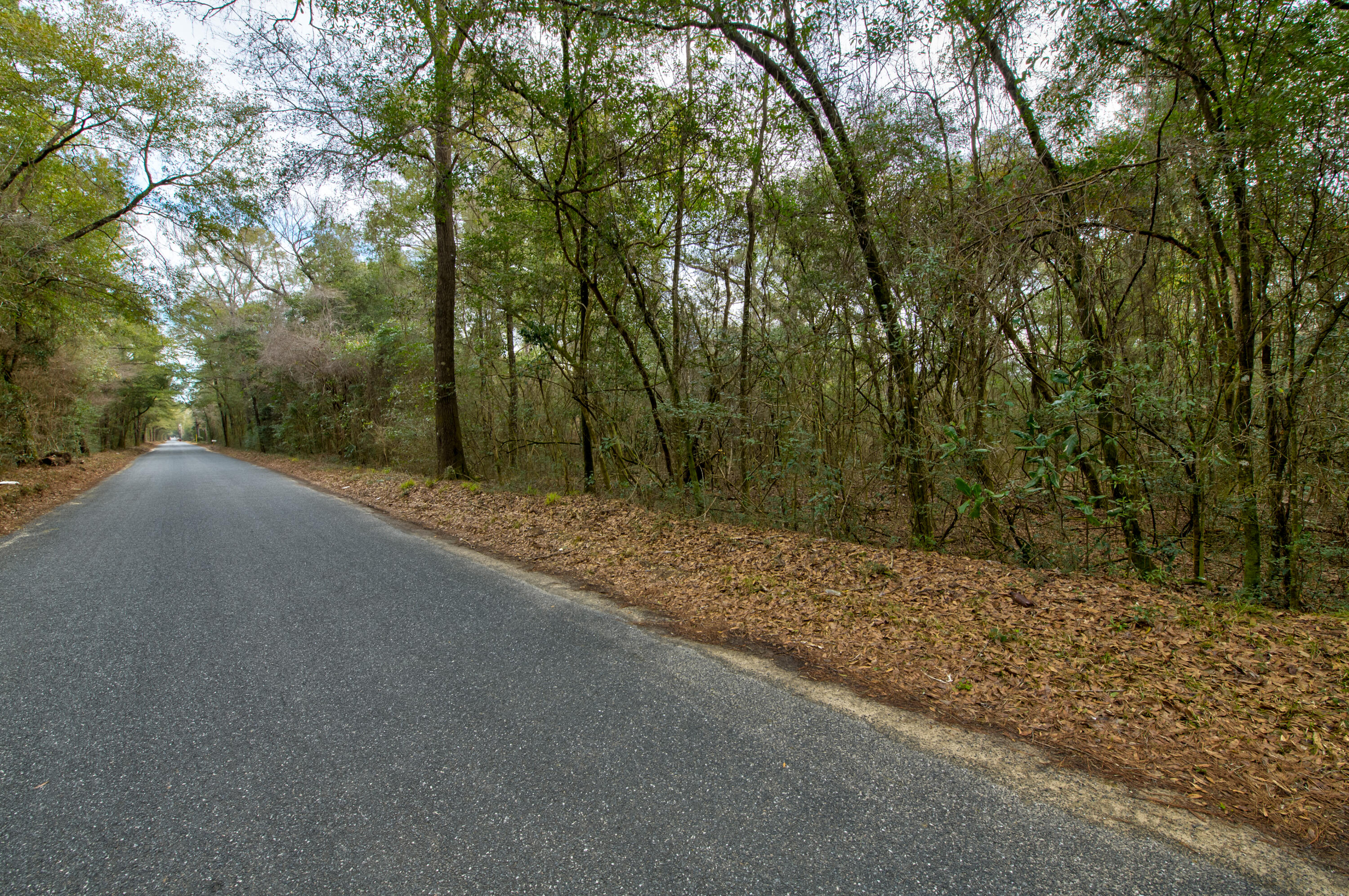 0 Lake Ella Road Crestview, FL 32539 - Photo 1 of 19 a view of a forest filled with trees
