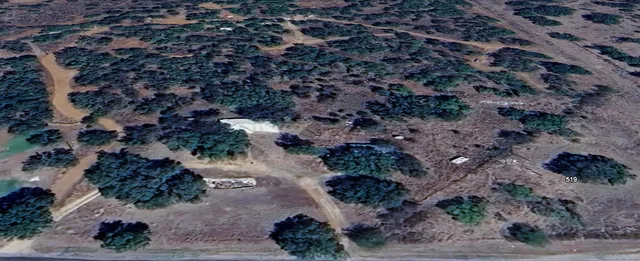 a view of a forest with trees in the background