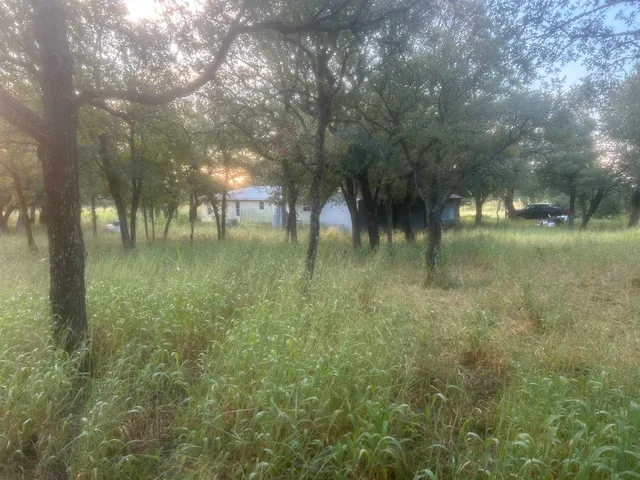 a view of a forest with trees in the background
