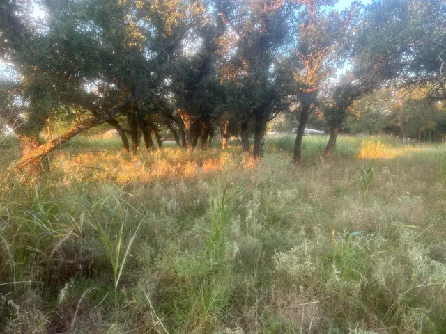 a view of yard from a tree