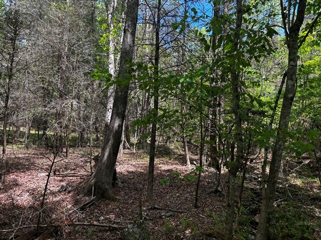 1190 Maple Grove Road Morganton, GA 30560 - Photo 82 of 96 a view of a forest