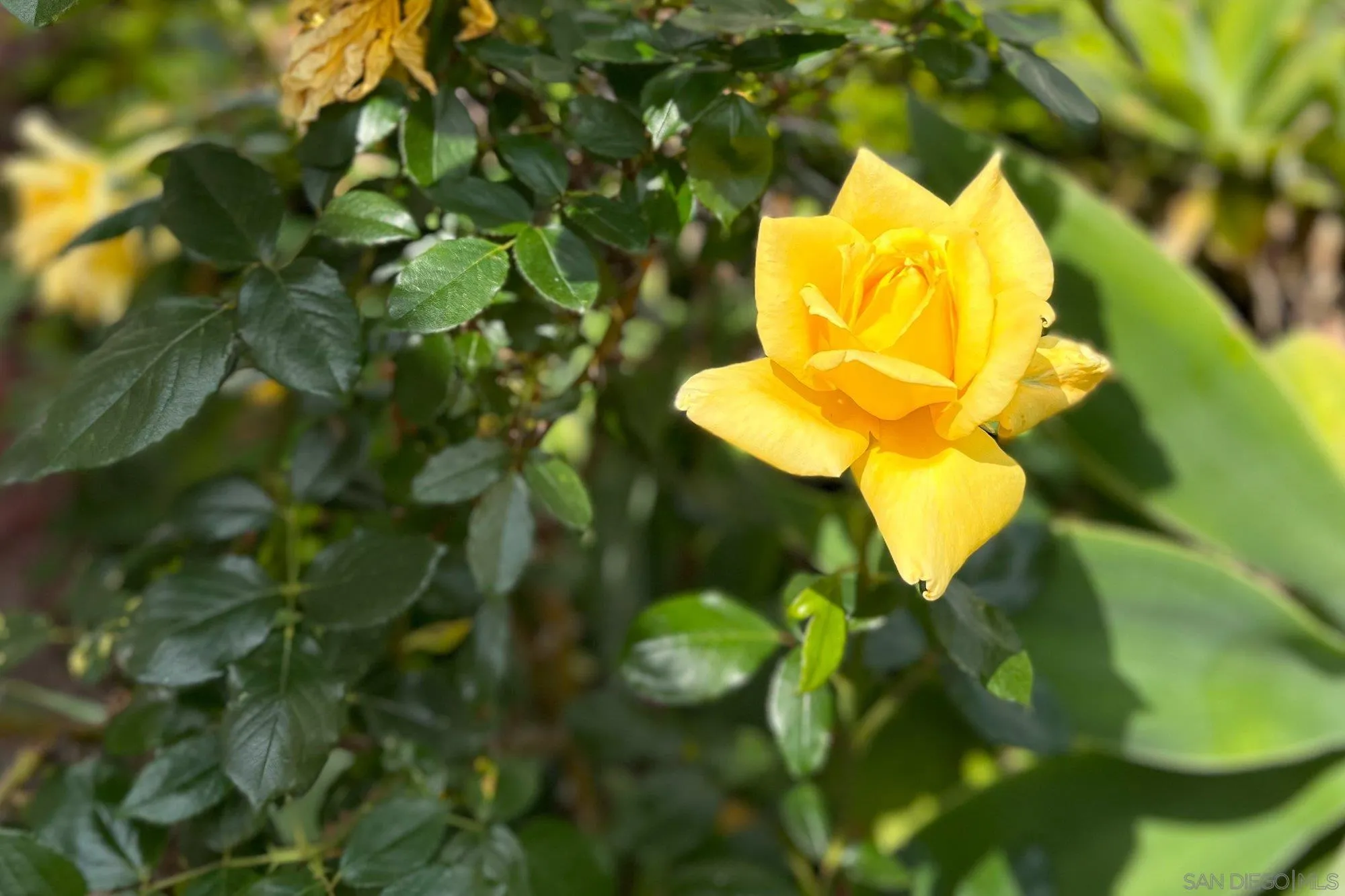 665 Montage Road Oceanside, CA 92057 - Photo 42 of 52 a close up of a small garden
