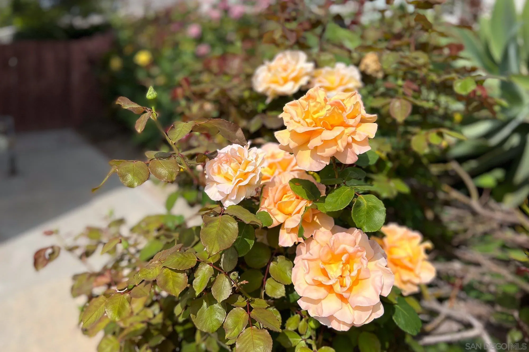 665 Montage Road Oceanside, CA 92057 - Photo 51 of 52 a view of flowers