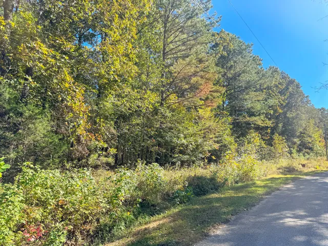 a view of a yard with a tree
