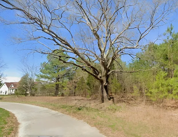 a view of a garden with a plant