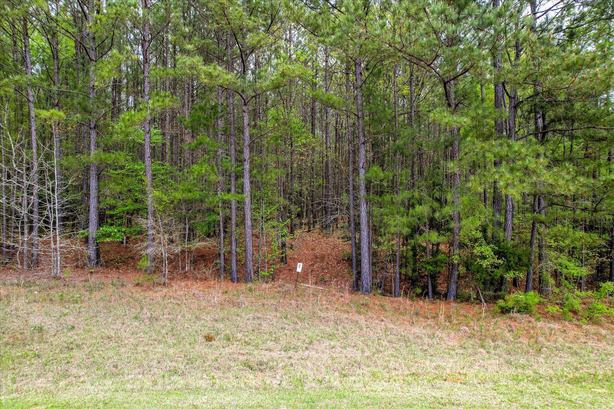 Lot 11
