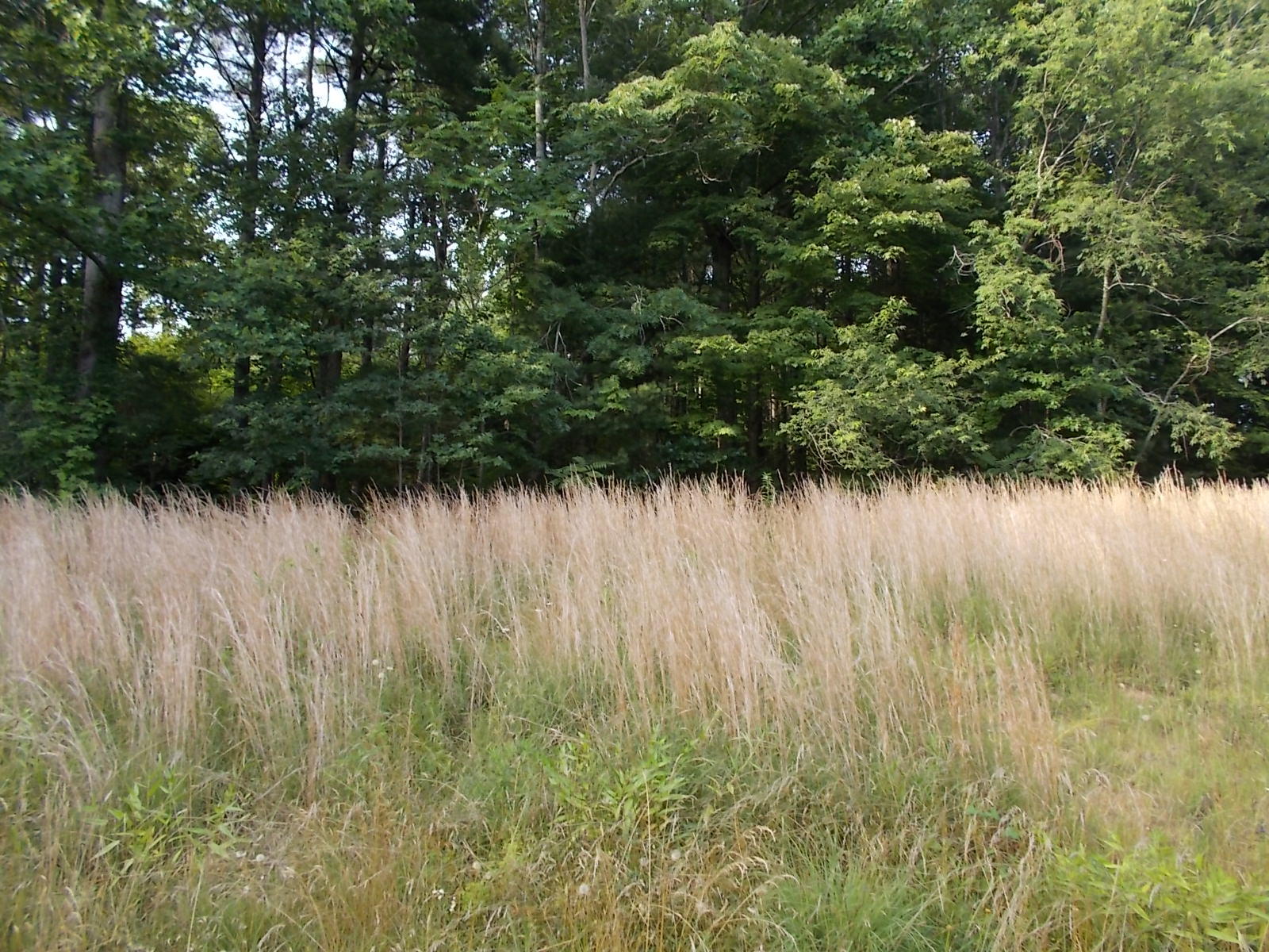8974 Pine Forest Road Northeast Copper Hill, VA 24079 - Photo 8 of 21 a view of a yard