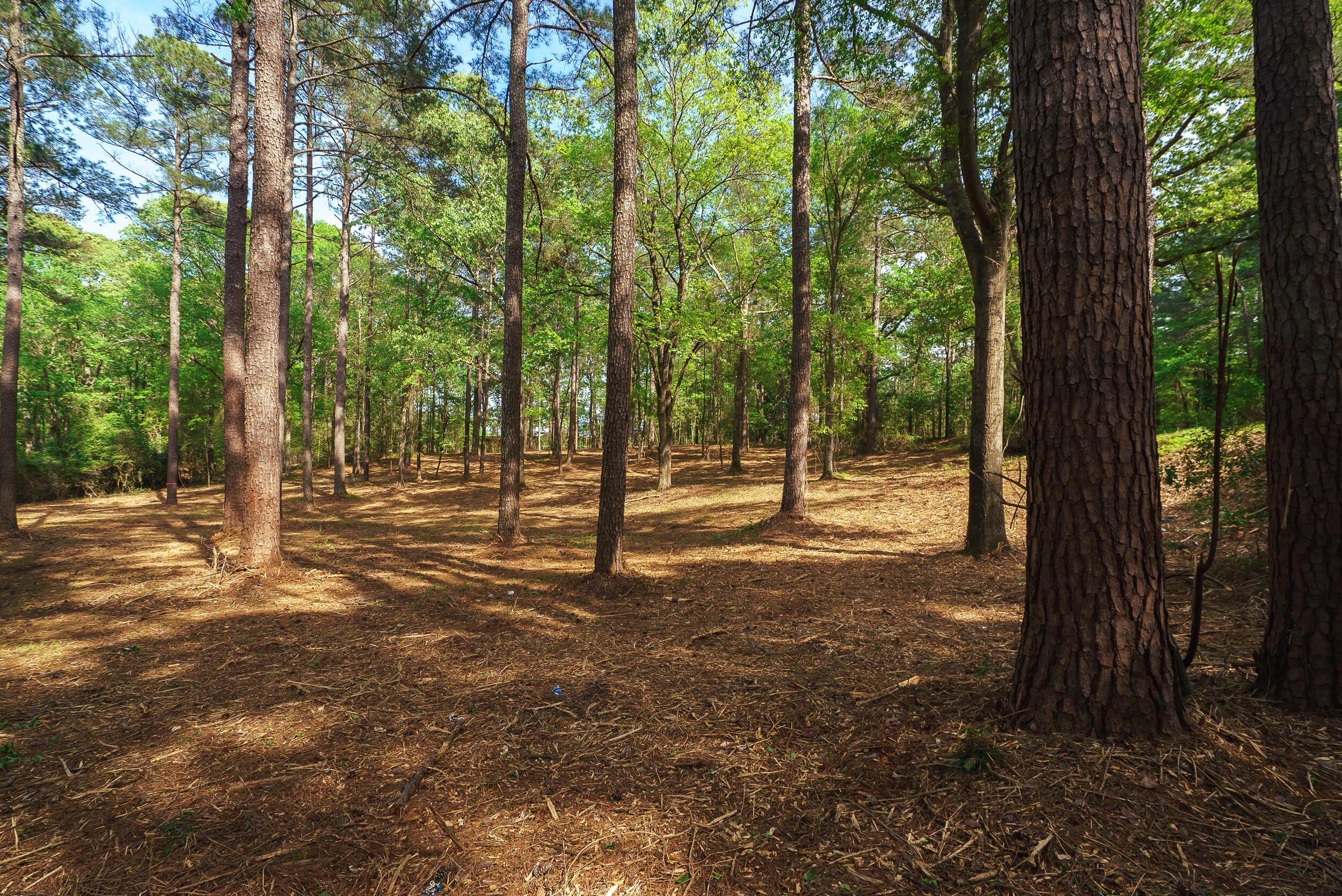 Lot 3 Banks Mill Road Southeast Aiken, SC 29803 - Photo 4 of 42
