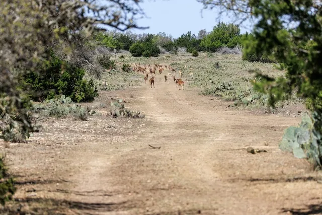 a view of a bunch of trees and bushes