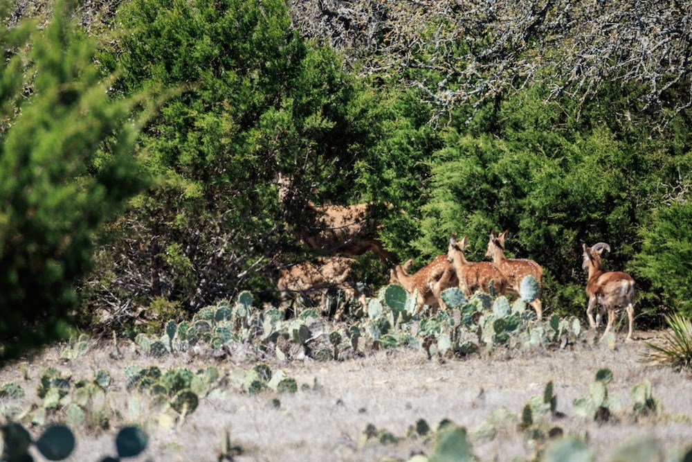 0 Hwy 377 Rocksprings Tx 78880 Rocksprings, TX 78880 - Photo 13 of 17 a view of a large yard with lots of bushes