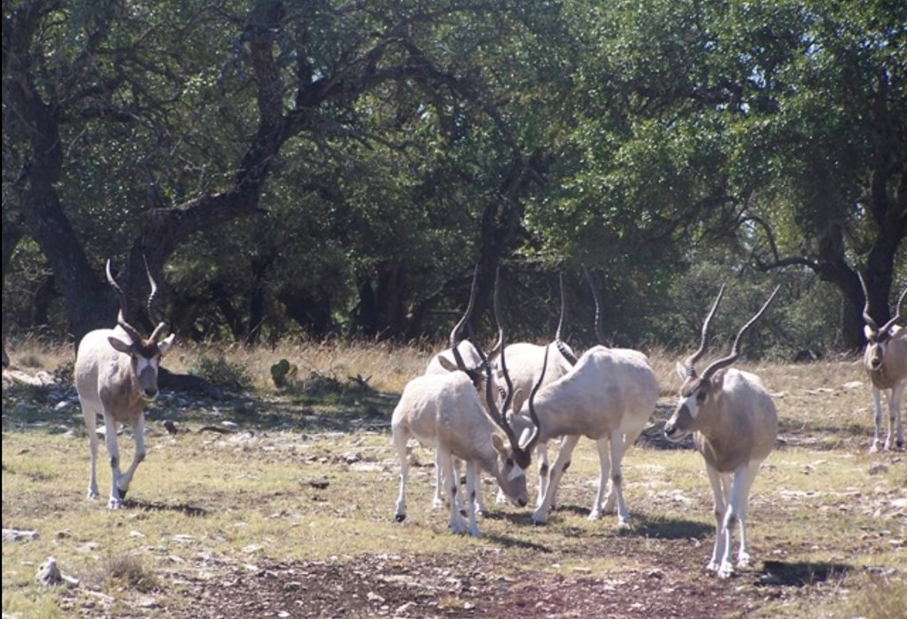 0 Hwy 377 Rocksprings Tx 78880 Rocksprings, TX 78880 - Photo 17 of 17 a backyard of a house with table and chairs