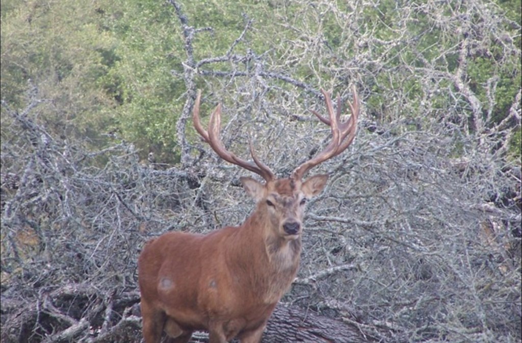 0 Hwy 377 Rocksprings Tx 78880 Rocksprings, TX 78880 - Photo 3 of 17 a view of a dry yard with large trees