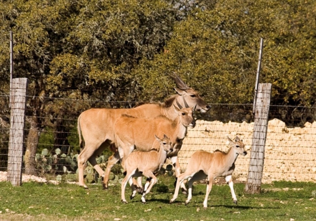 0 Hwy 377 Rocksprings Tx 78880 Rocksprings, TX 78880 - Photo 4 of 17 a view of yard