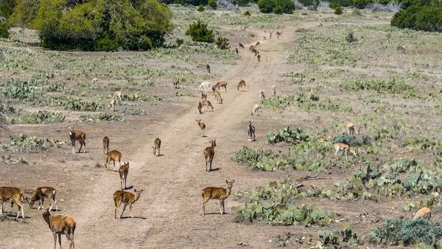 a view of yard and mountain in the yard