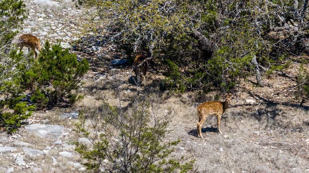 0 Hwy 377 Rocksprings Tx 78880 Rocksprings, TX 78880 - Photo 9 of 17 a backyard of a house with table and chairs