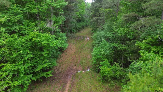 a view of a yard with plants and a small yard
