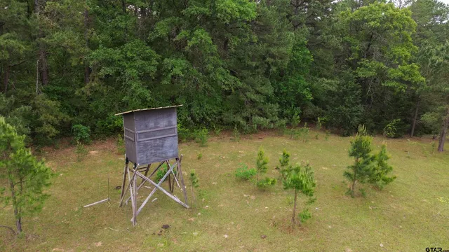 a view of a forest from a forest