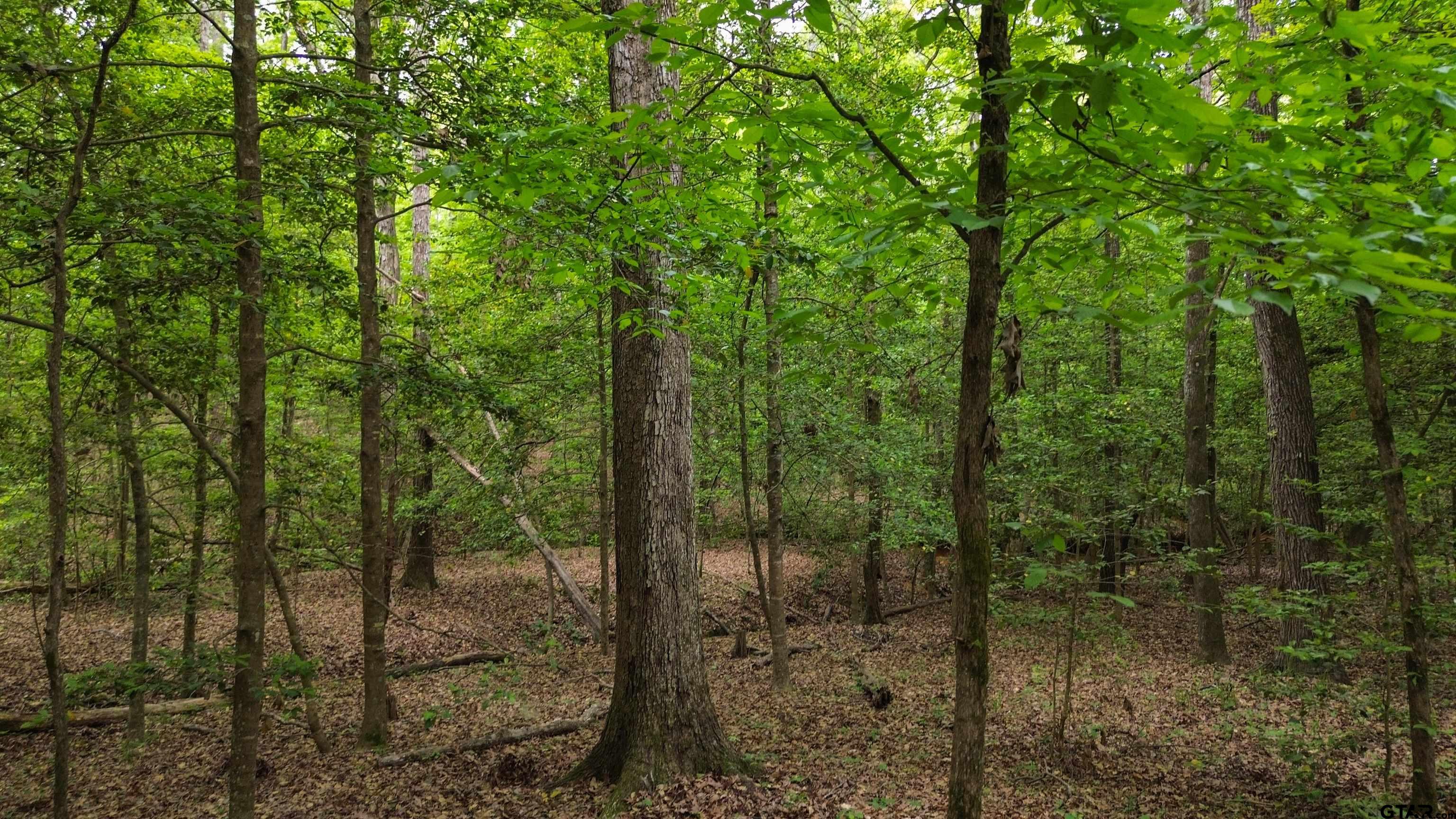 0 Fire Tower Road Hallsville, TX 75650 - Photo 18 of 25 a view of a forest from a forest