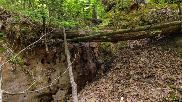 a view of a yard with plants and a large tree