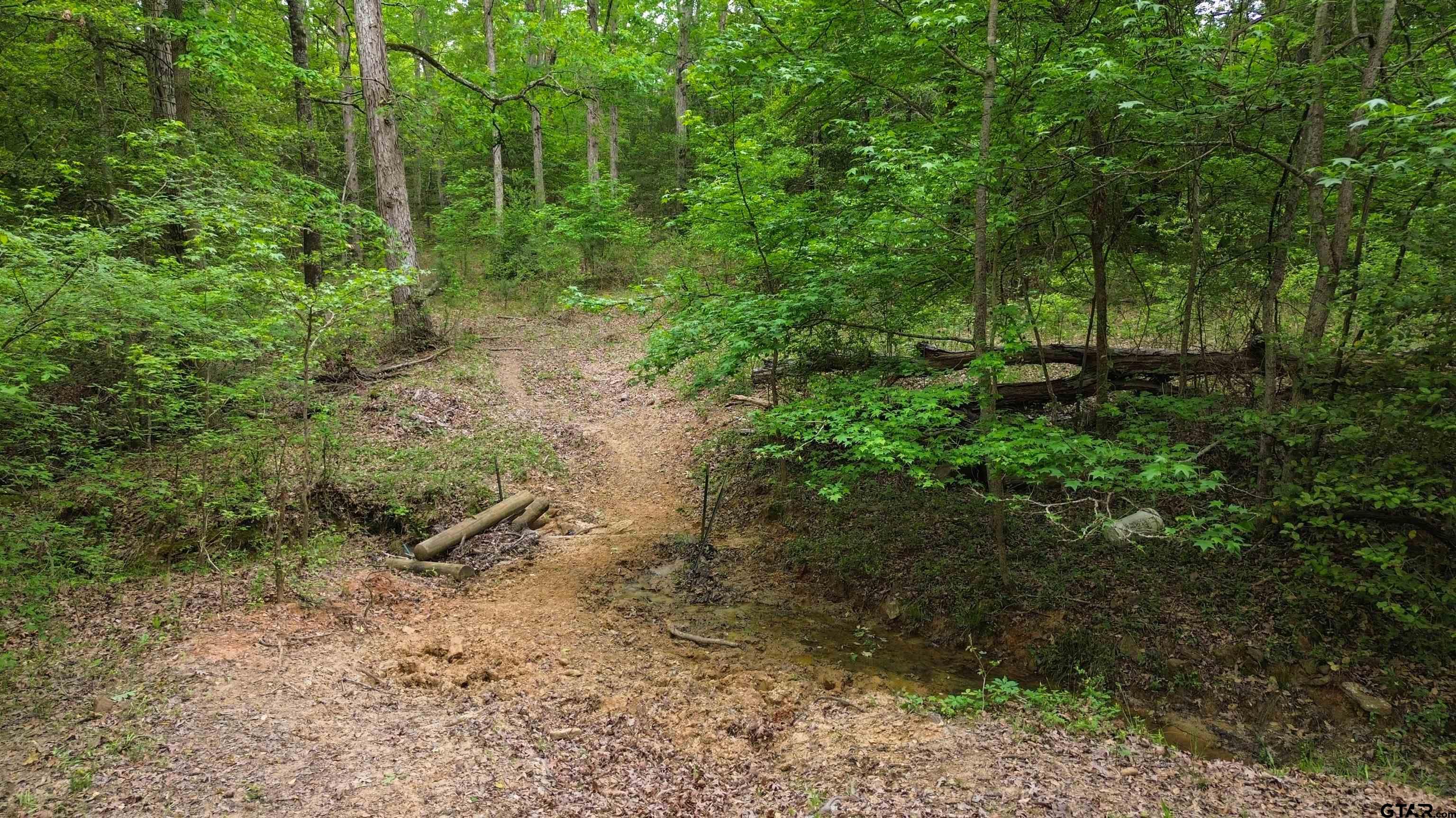 0 Fire Tower Road Hallsville, TX 75650 - Photo 21 of 25 a view of a yard with plants and a large tree