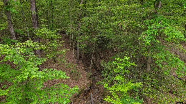 a view of a forest with trees in the background