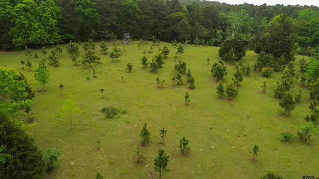 a view of a yard with a tree