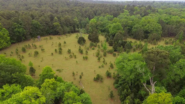 a view of a lake from a forest