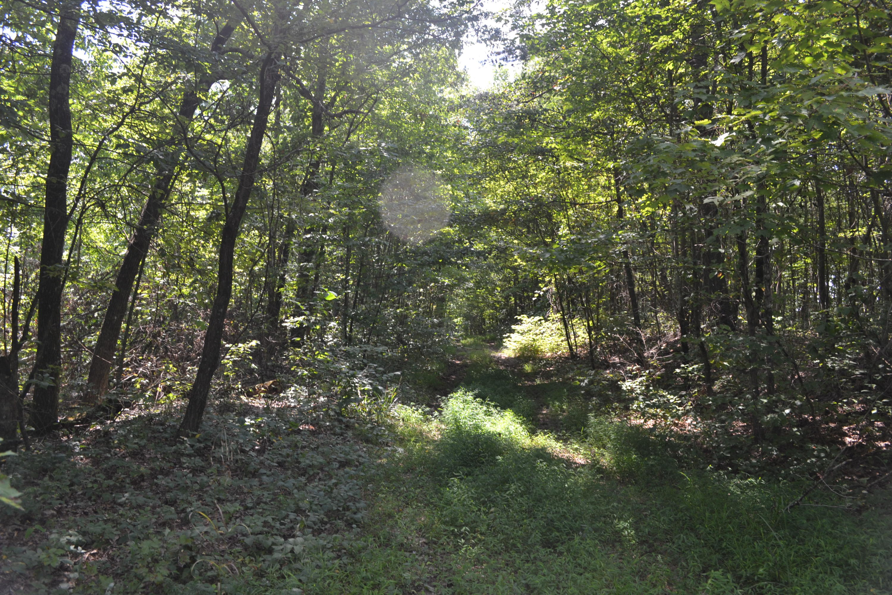 45-ac Palmer Firetower Road Whitwell, TN 37397 - Photo 4 of 20 3
