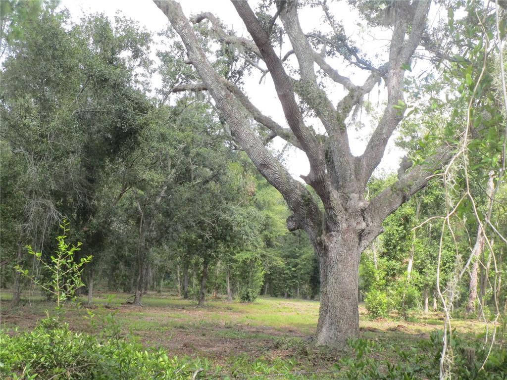 0 Castlewood Road Seffner, FL 33584 - Photo 2 of 5 a view of outdoor space with deck and garden