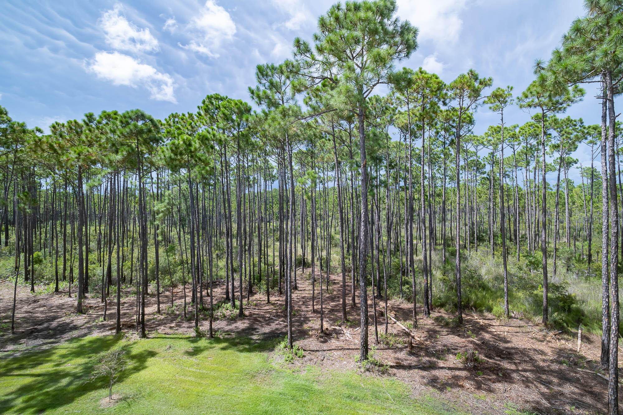 770 North Church Street Santa Rosa Beach, FL 32459 - Photo 65 of 85 a view of outdoor space with lots of trees