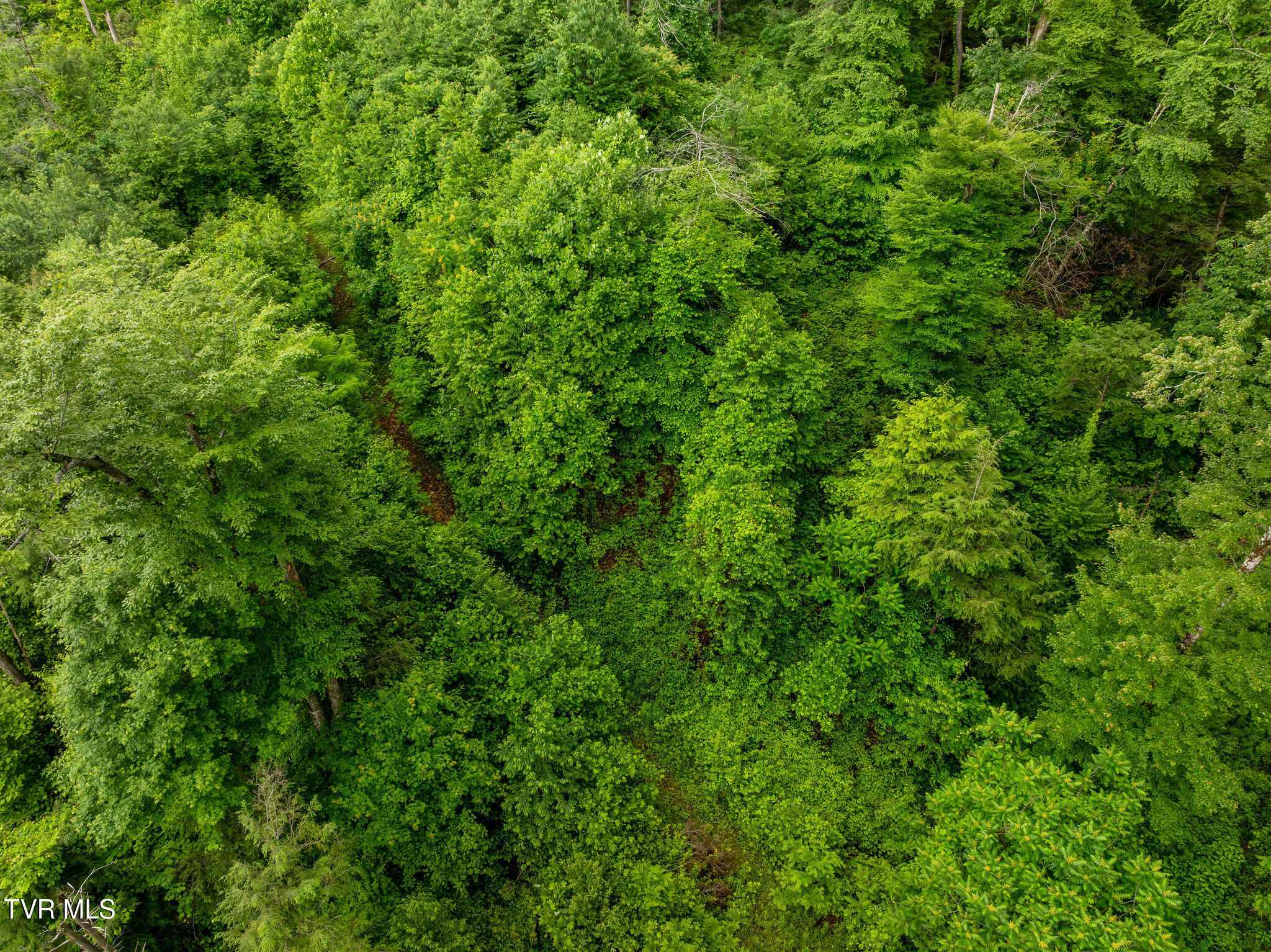 Tbd Walnut Mountain Road Butler, TN 37640 - Photo 17 of 36 DJI_0444