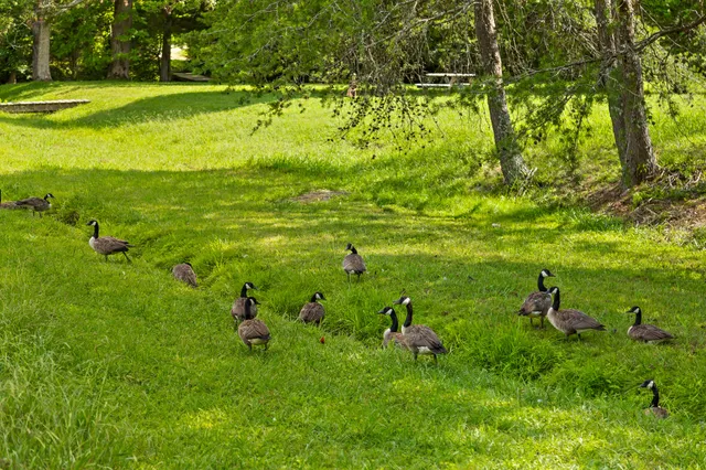 $209,000 | 0 Cloudland Trace, Unit 42, Chickamauga, GA 30707