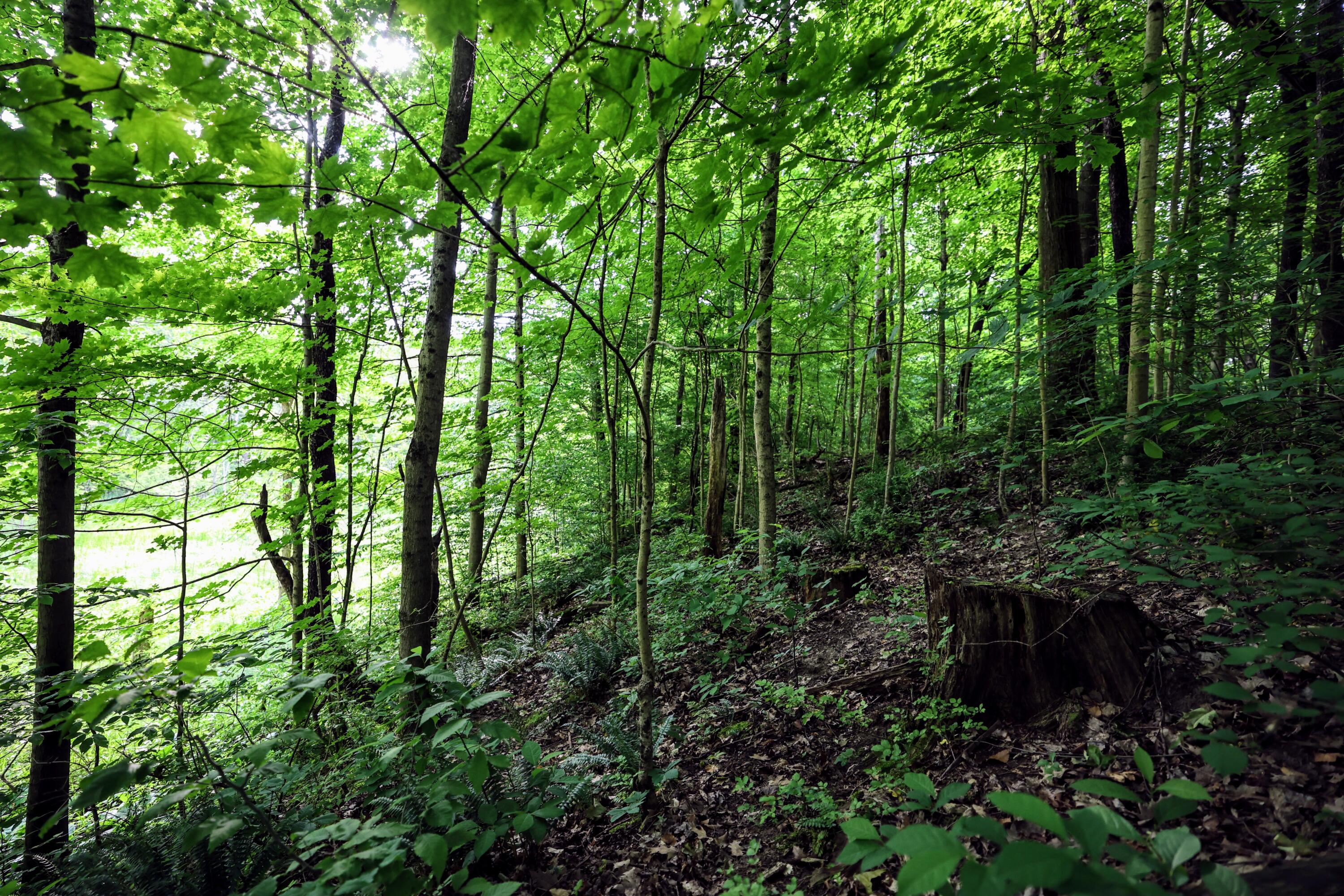 Vl Black River Road Bangor, MI 49013 - Photo 13 of 54 13