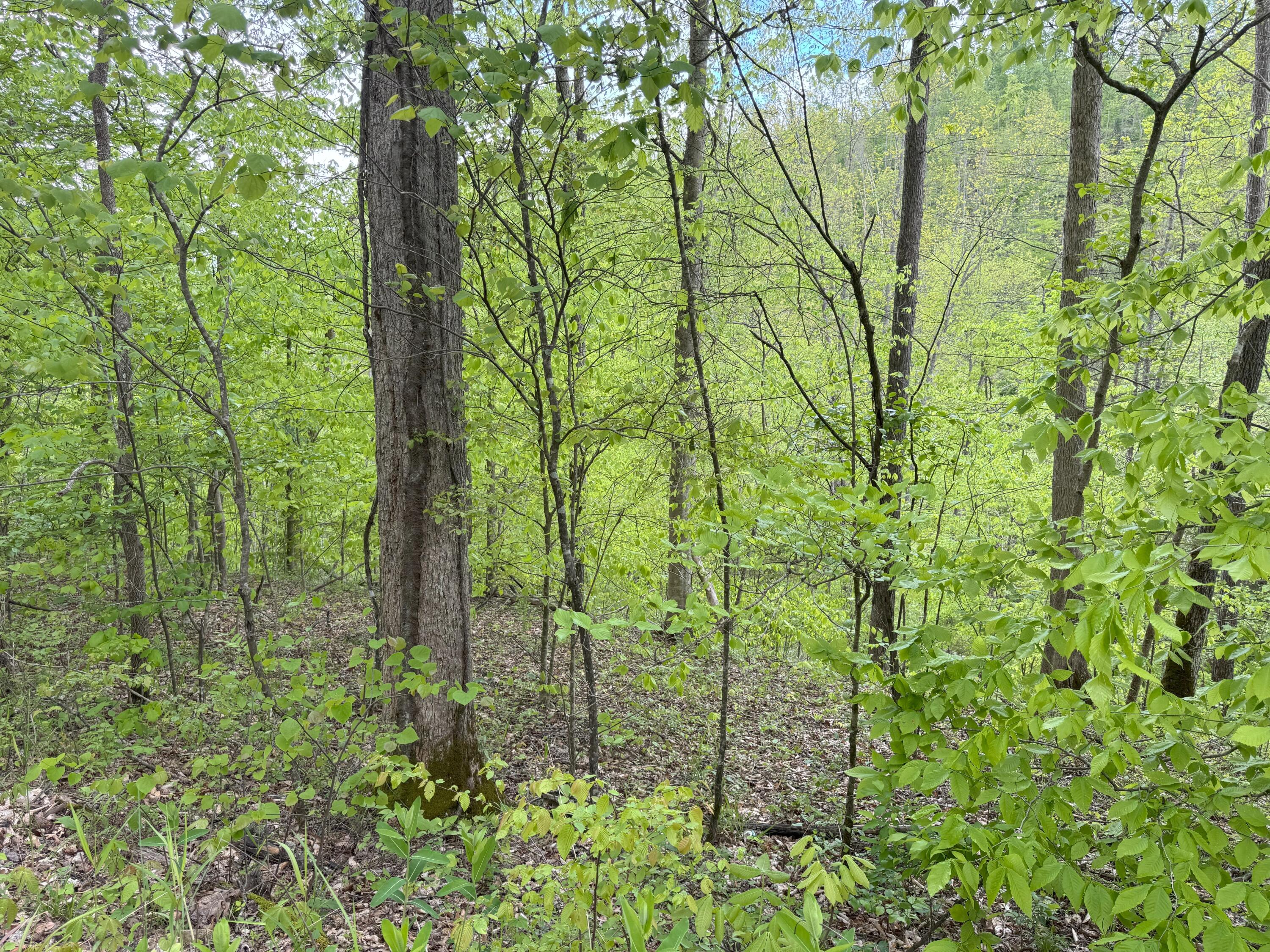 9999 Wind Cave Road McKee, KY 40447 - Photo 17 of 27 IMG_4853