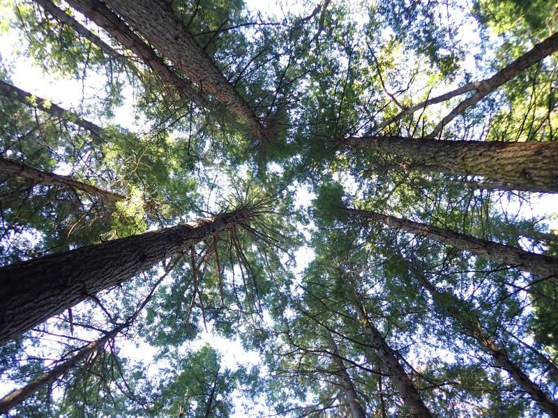 New Boston Road Thetford Center, VT 05075 - Photo 14 of 15