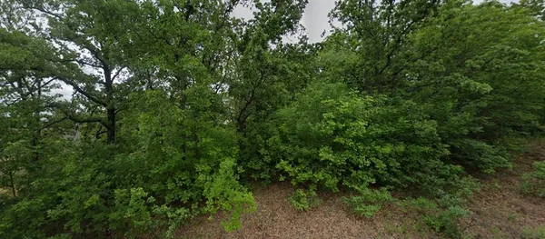 a view of a lush green forest
