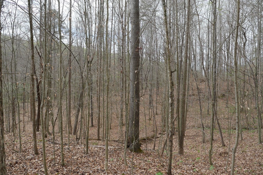 Tbd Valley Spring Road, Unit 1 Jonesville, VA 24263 - Photo 27 of 55 Gallery Image 27