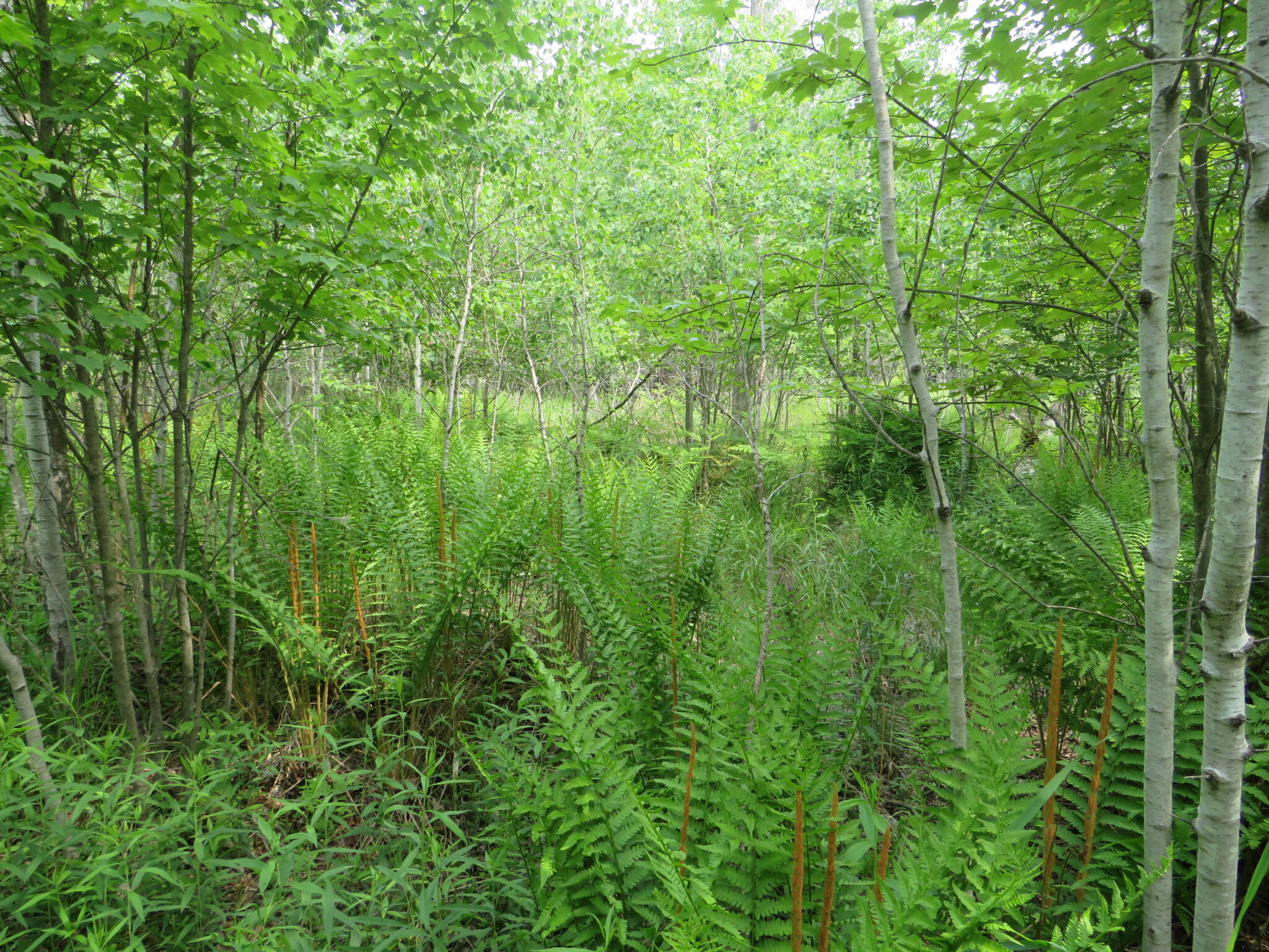 Vl N Chippewa Road Mount Pleasant, MI 48858 - Photo 15 of 22 IMG_4375