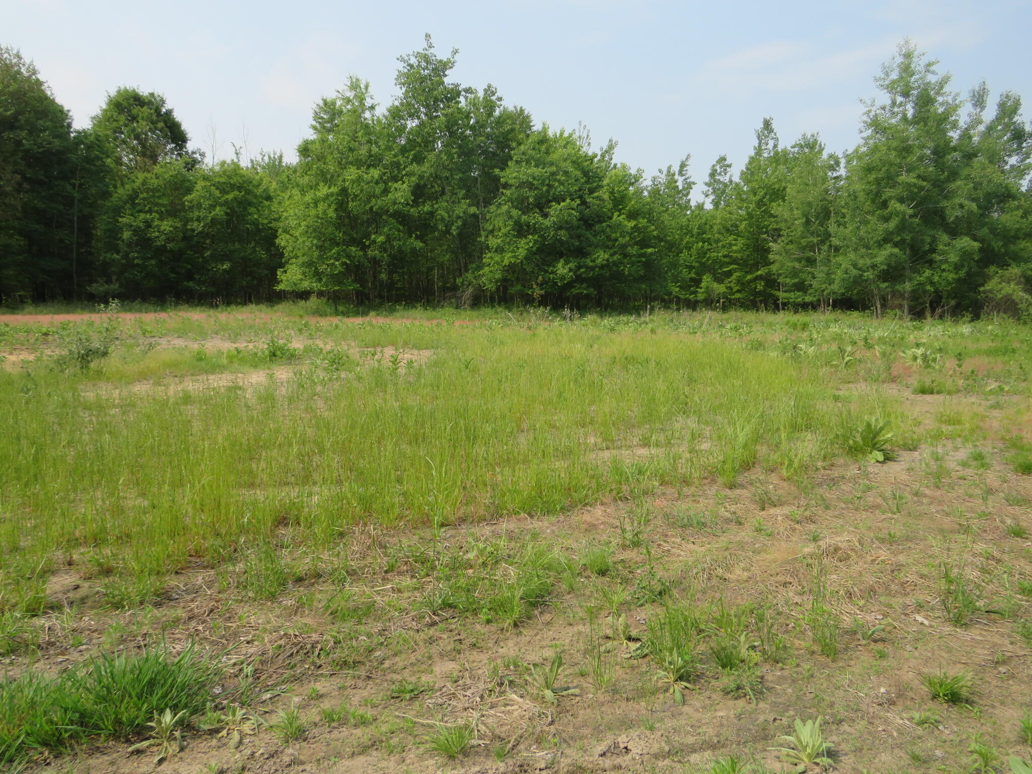Vl N Chippewa Road Mount Pleasant, MI 48858 - Photo 2 of 22 ClearingArea1