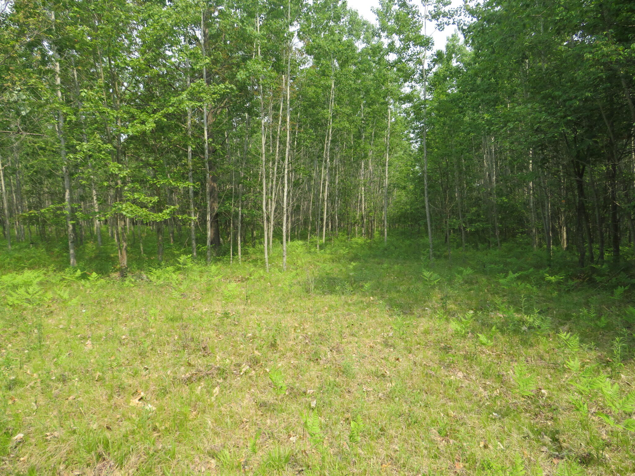 Vl N Chippewa Road Mount Pleasant, MI 48858 - Photo 6 of 22 IMG_4339