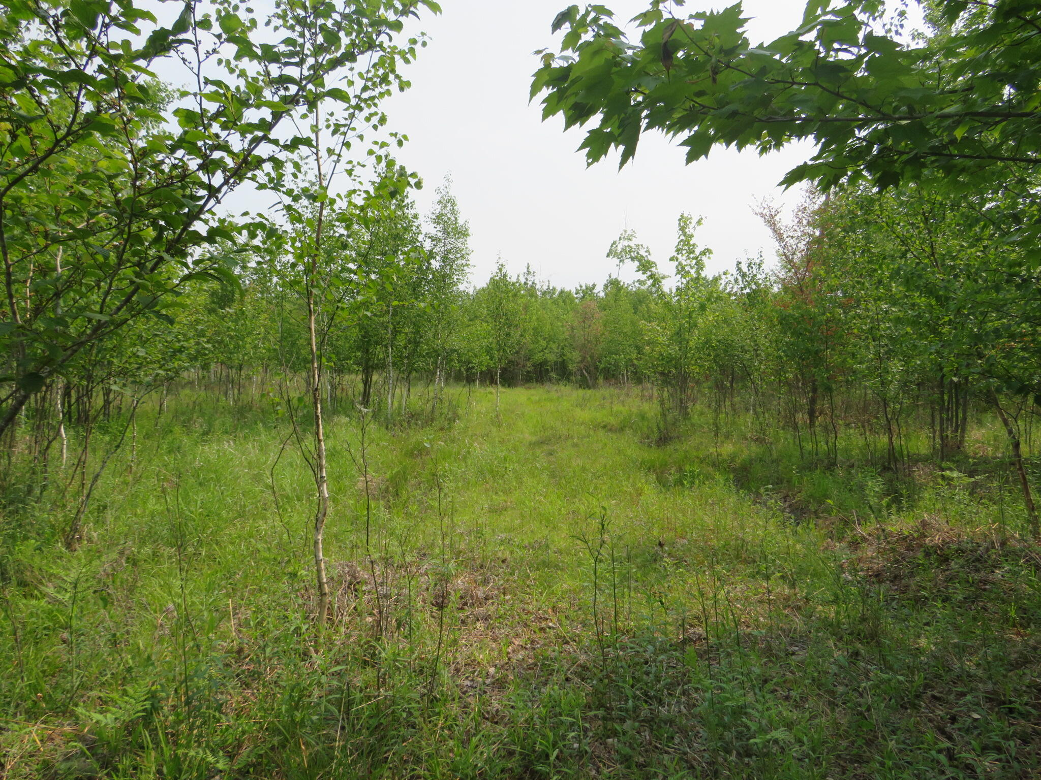 Vl N Chippewa Road Mount Pleasant, MI 48858 - Photo 8 of 22 IMG_4347