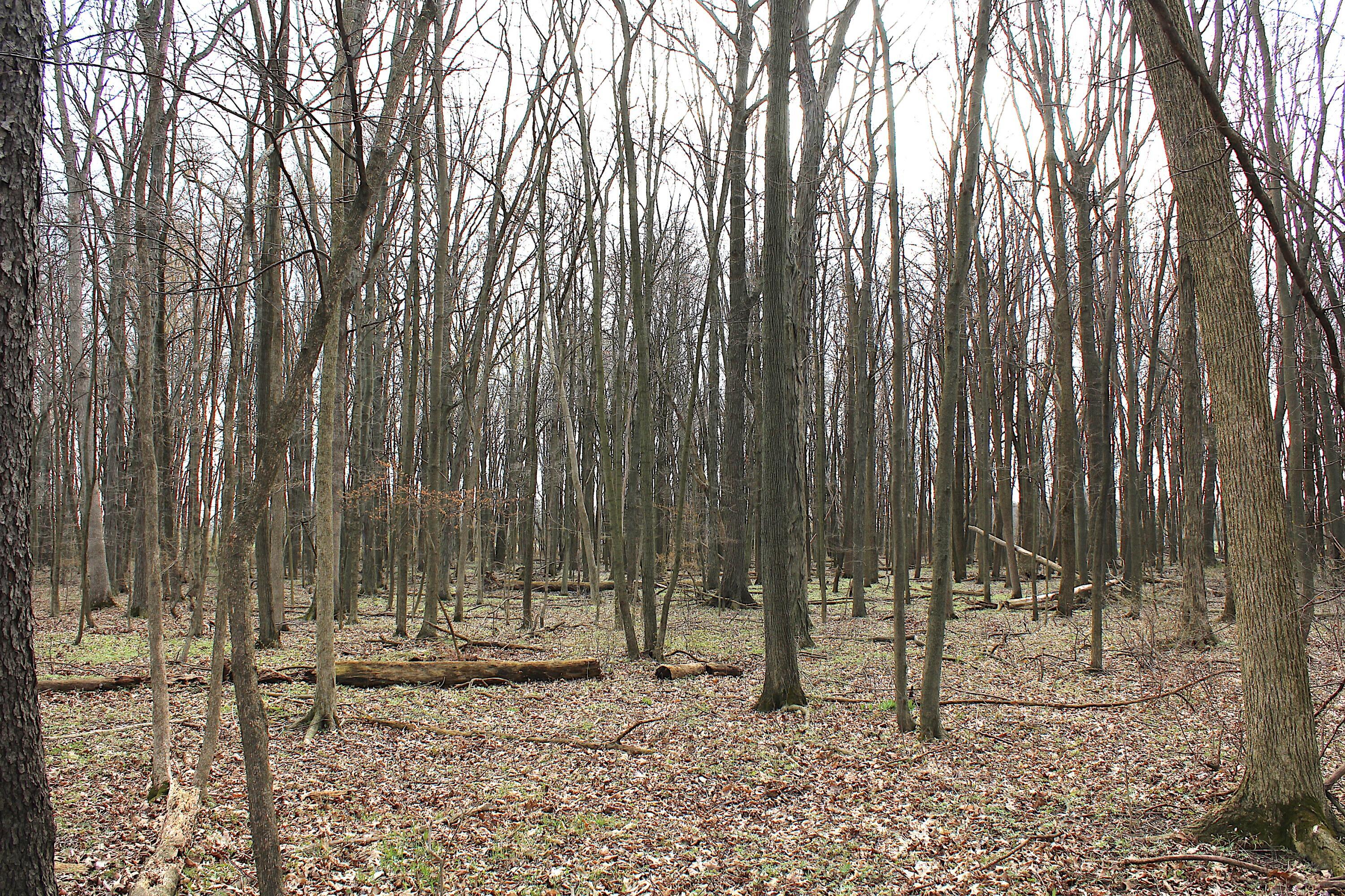 0 Carr Road Ostrander, OH 43061 - Photo 13 of 24 IMG_6656