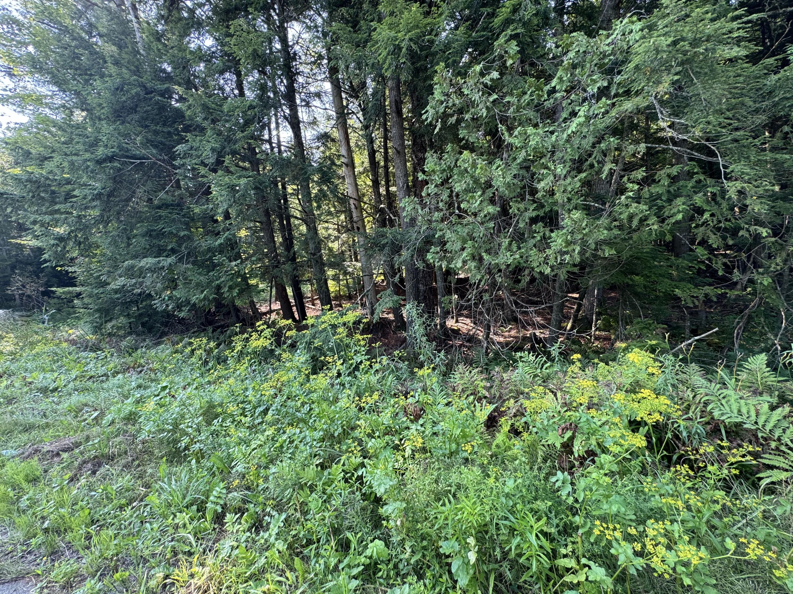 Lot 6-1 Lot Road Levant, ME 04456 - Photo 12 of 16 Stetson Road