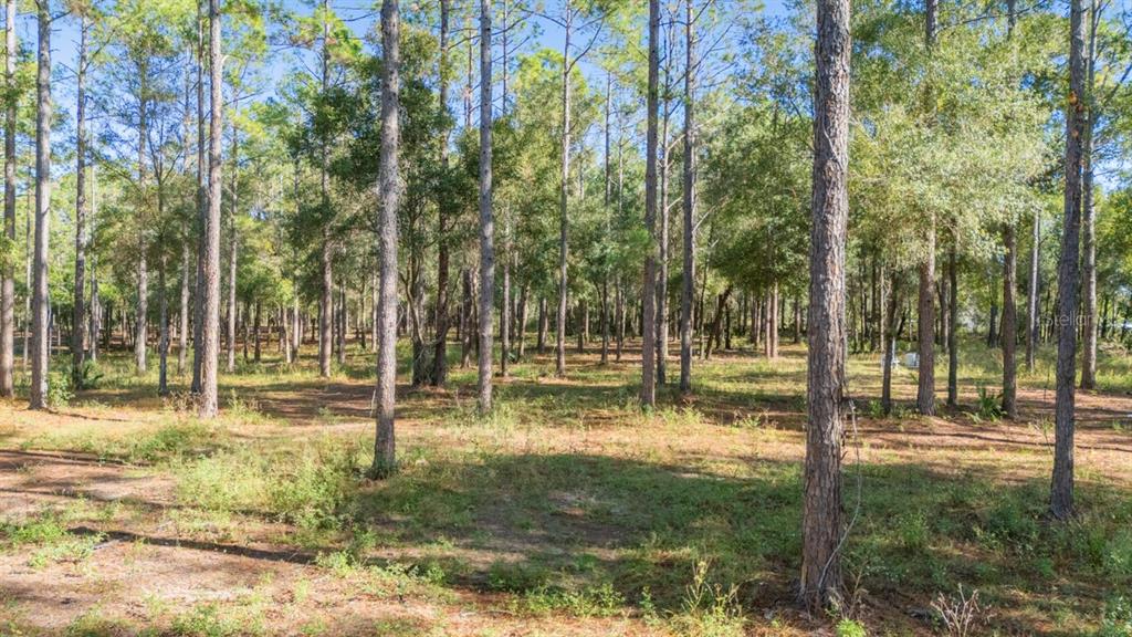 24238 Deep Springs Loop Eustis, FL 32736 - Photo 7 of 9