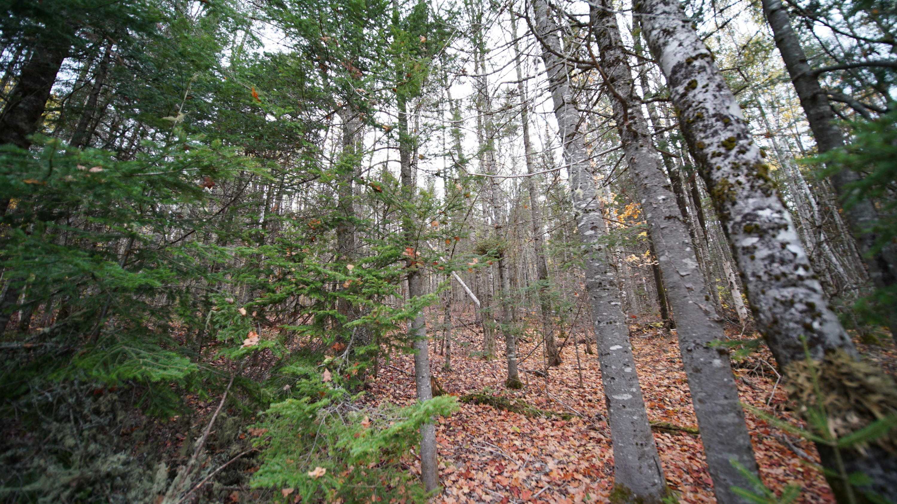 1093 Estabrook Road Amity, ME 04471 - Photo 23 of 32 DSC07629