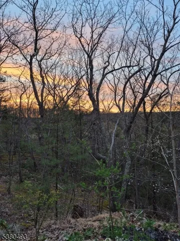 a view of a forest with trees