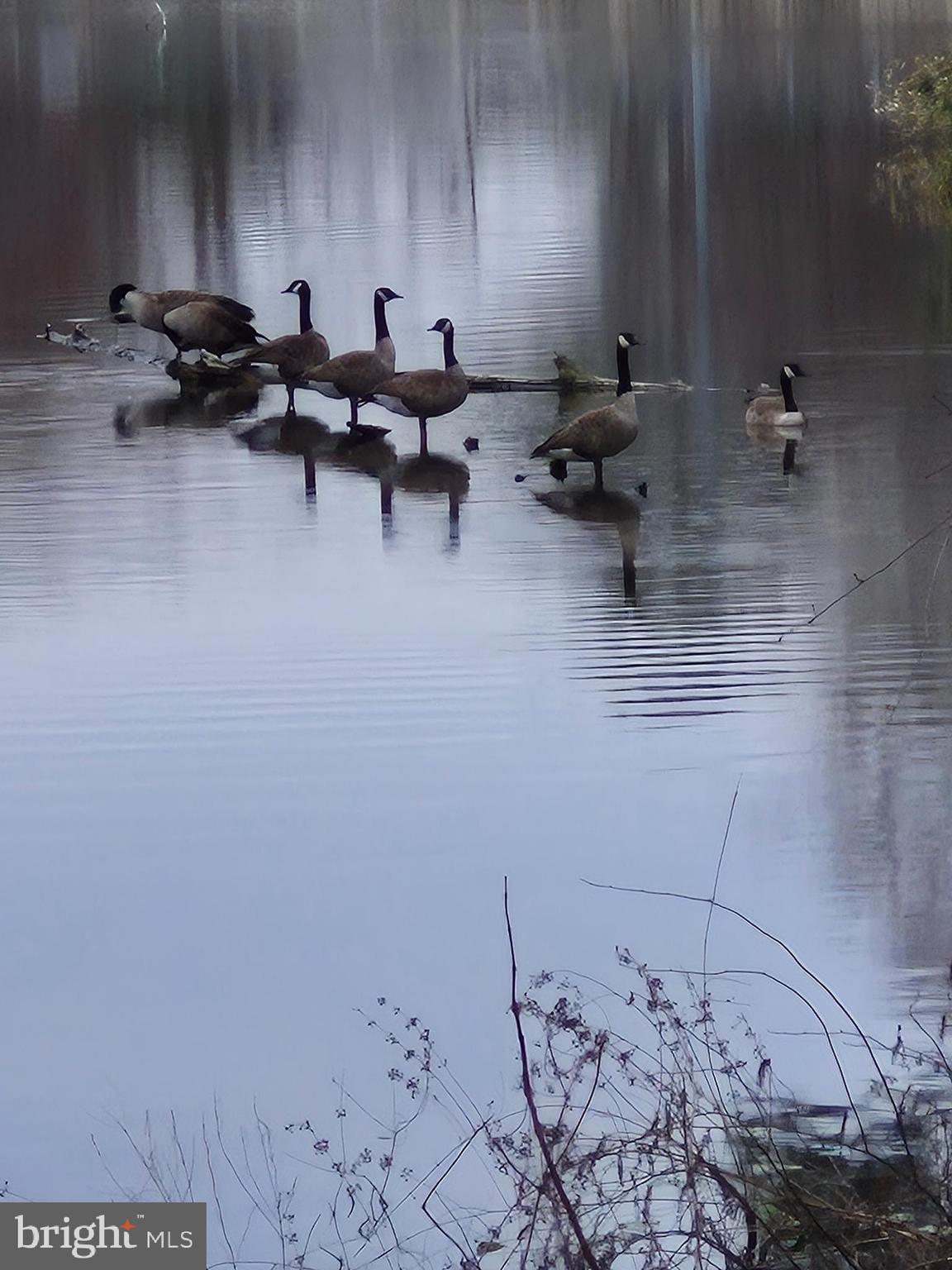 28704 Old Quantico Road Salisbury, MD 21801 - Photo 27 of 27 Mother nature